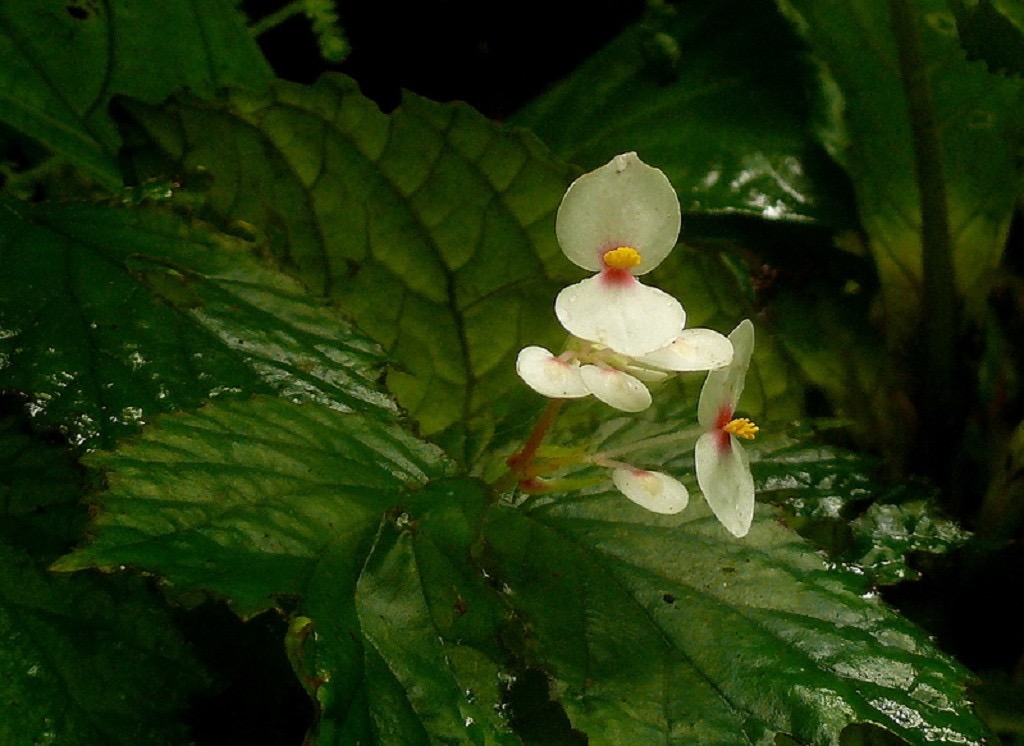 B. jagorii
